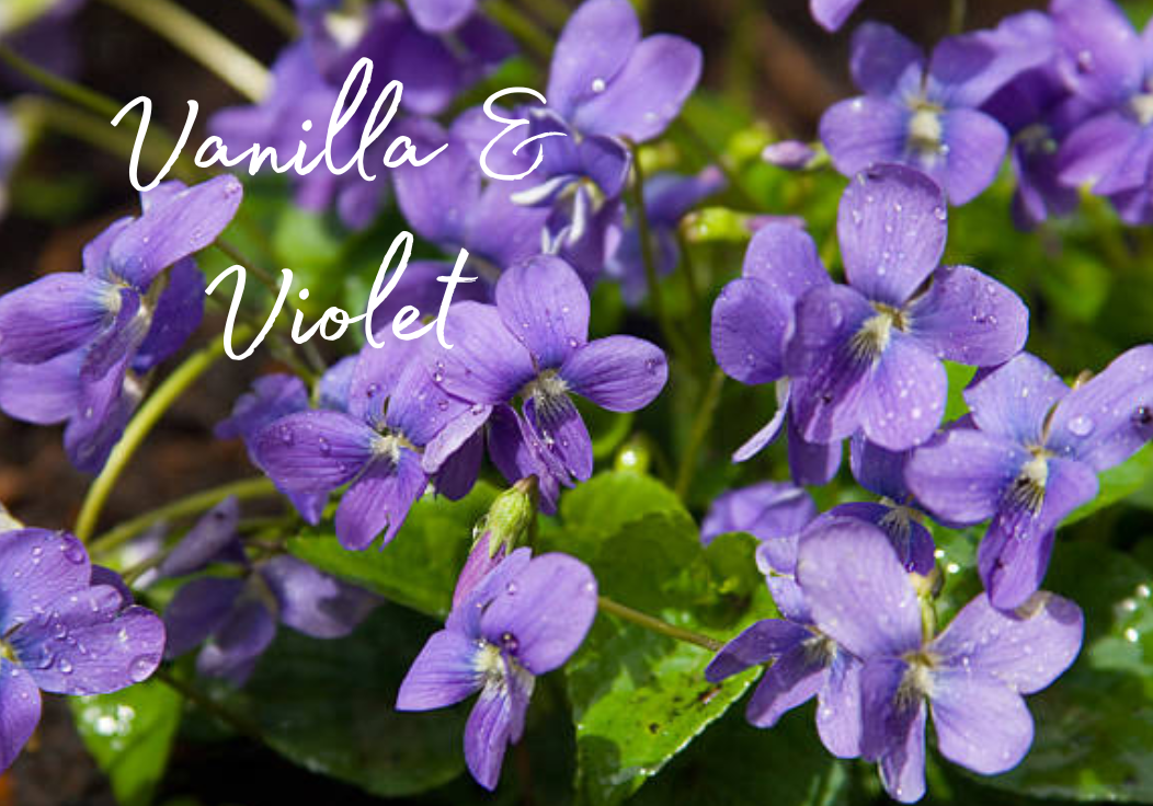 Vanilla & Violet Car Diffuser 8ml